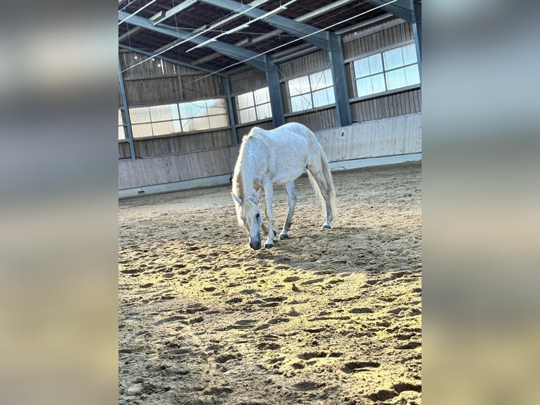 Lusitanos Mix Stute 18 Jahre 150 cm Fliegenschimmel in Pfaffenhofen an der Roth