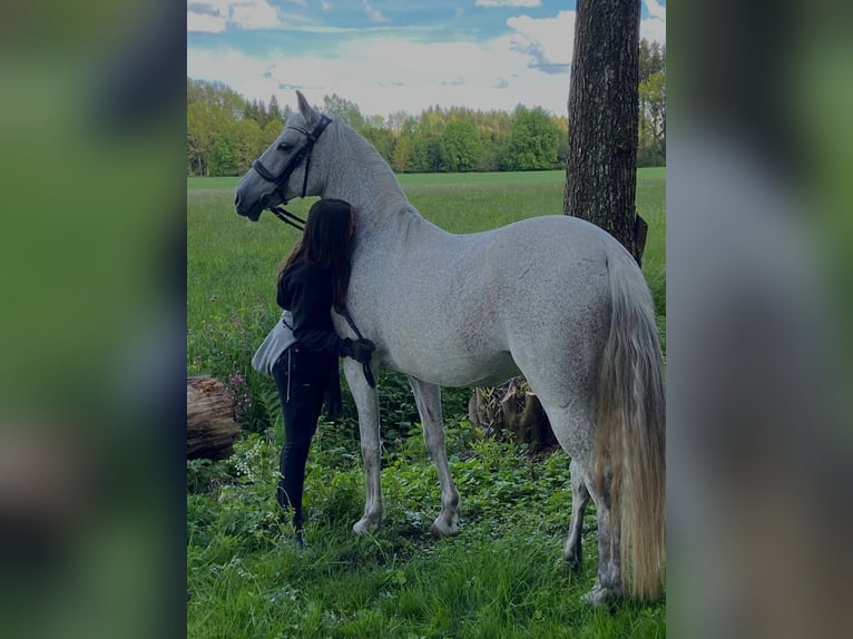Lusitanos Mix Stute 18 Jahre 150 cm Fliegenschimmel in Pfaffenhofen an der Roth