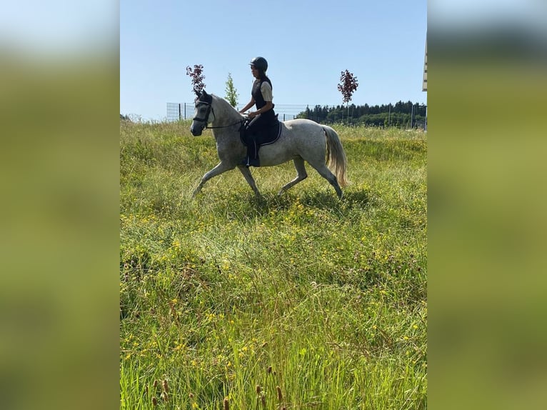 Lusitanos Mix Stute 18 Jahre 150 cm Fliegenschimmel in Pfaffenhofen an der Roth