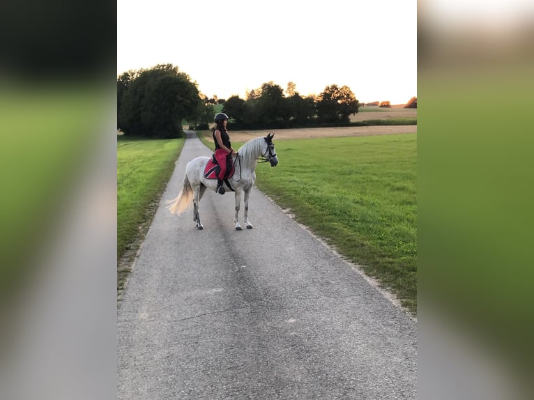 Lusitanos Mix Stute 18 Jahre 150 cm Fliegenschimmel in Pfaffenhofen an der Roth