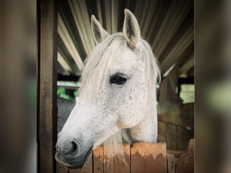 Lusitanos Mix Stute 18 Jahre 150 cm Fliegenschimmel in Pfaffenhofen an der Roth