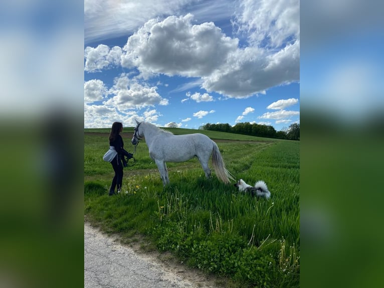 Lusitanos Mix Stute 18 Jahre 150 cm Fliegenschimmel in Pfaffenhofen an der Roth