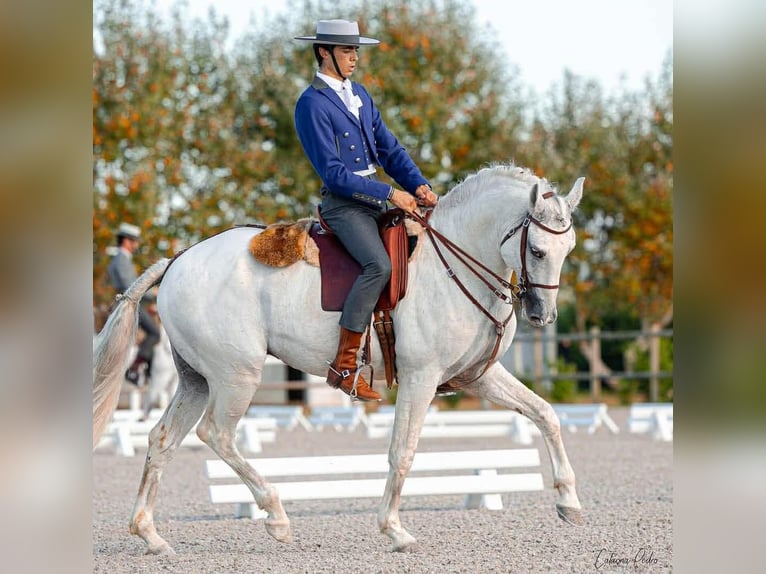 Lusitanos Stute 18 Jahre 160 cm Schimmel in Bredene