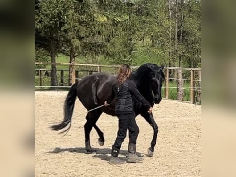 Lusitanos Stute 19 Jahre 160 cm Rappe in Gladenbach