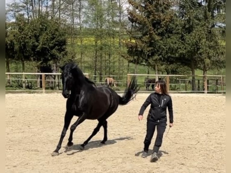Lusitanos Stute 19 Jahre 160 cm Rappe in Gladenbach