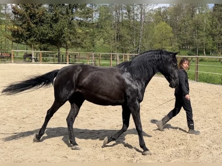 Lusitanos Stute 19 Jahre 160 cm Rappe in Gladenbach