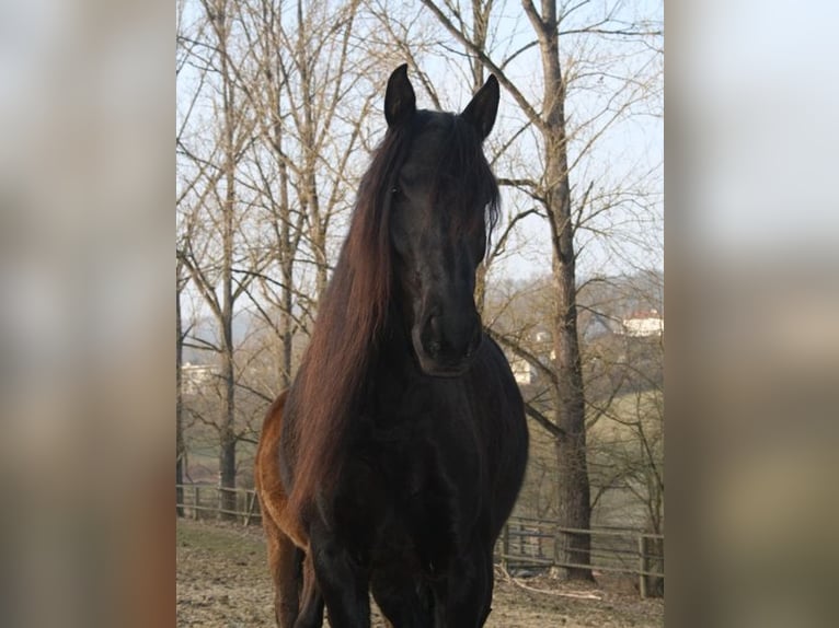 Lusitanos Stute 19 Jahre 160 cm Rappe in Gladenbach