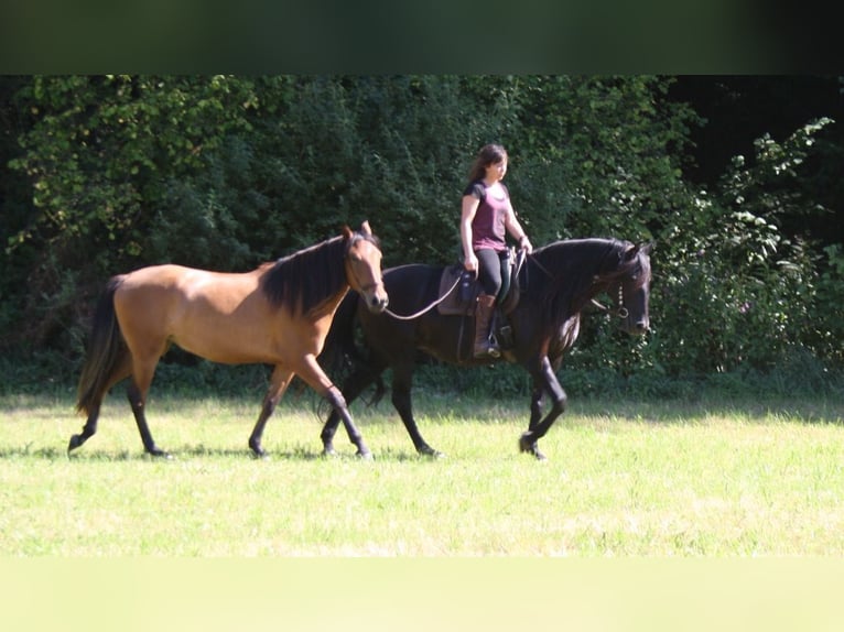 Lusitanos Stute 19 Jahre 160 cm Rappe in Gladenbach