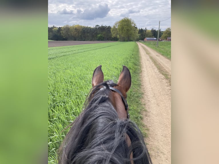 Lusitanos Stute 19 Jahre 163 cm Brauner in Coesfeld