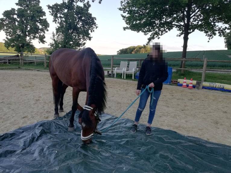 Lusitanos Stute 19 Jahre 163 cm Brauner in Coesfeld