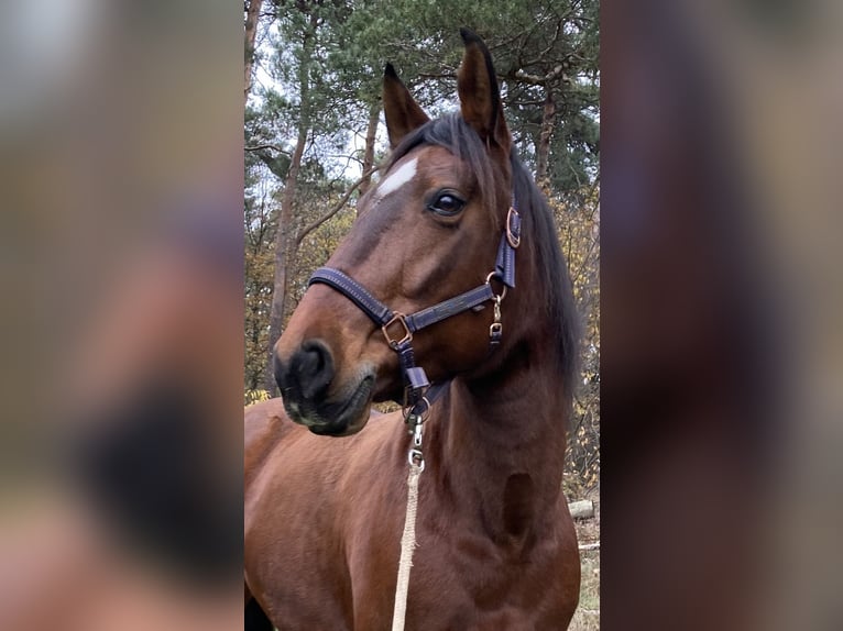 Lusitanos Stute 19 Jahre 163 cm Brauner in Coesfeld