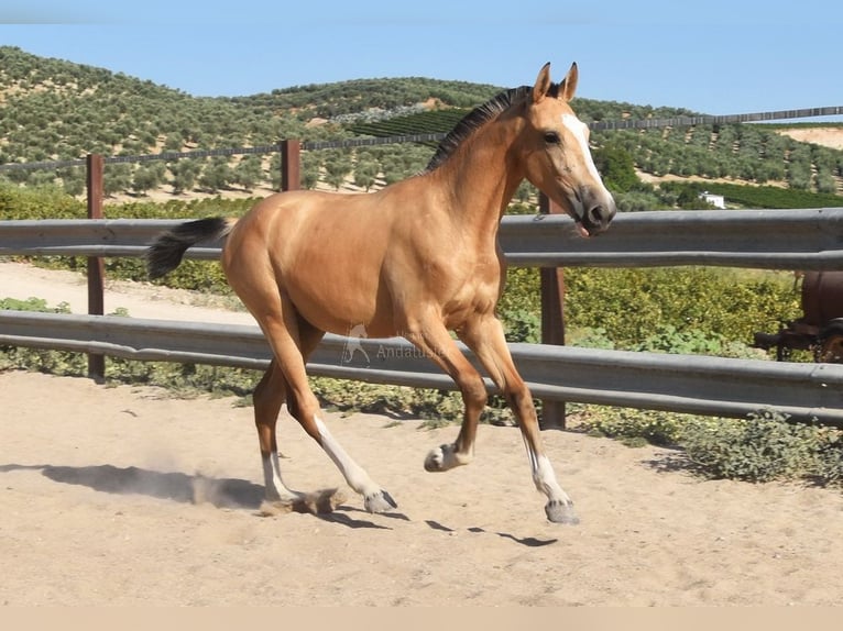 Lusitanos Stute 1 Jahr 139 cm Falbe in Provinz Cordoba