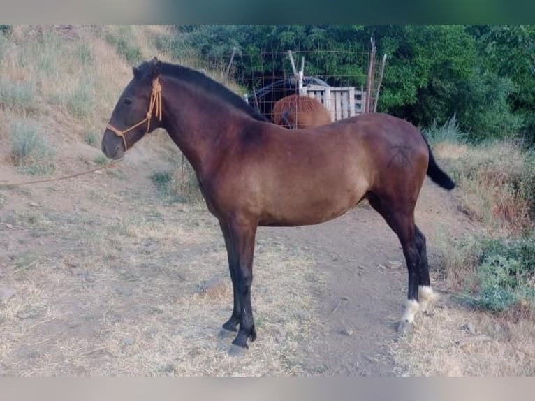 Lusitanos Mix Stute 1 Jahr 145 cm Dunkelbrauner in Mejorada Del Campo