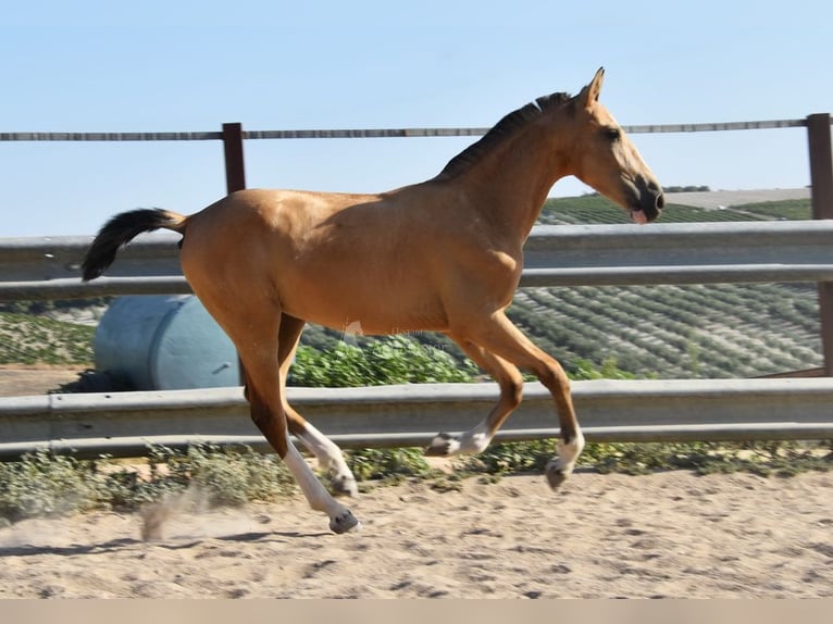 Lusitanos Stute 1 Jahr 145 cm Falbe in Provinz Cordoba