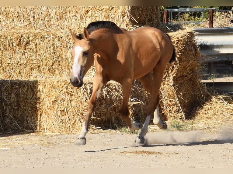 Lusitanos Stute 1 Jahr 145 cm Falbe in Provinz Cordoba