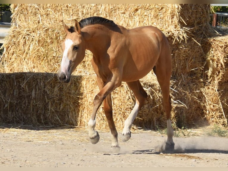 Lusitanos Stute 1 Jahr 145 cm Falbe in Provinz Cordoba