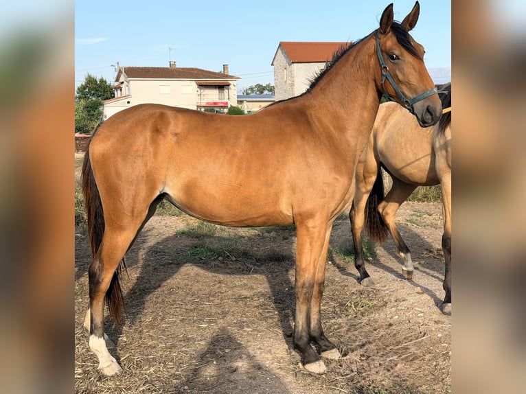 Lusitanos Stute 1 Jahr 150 cm Rotbrauner in Seia