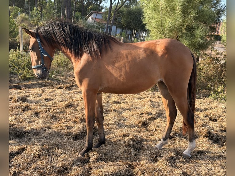 Lusitanos Stute 1 Jahr 150 cm Rotbrauner in Seia