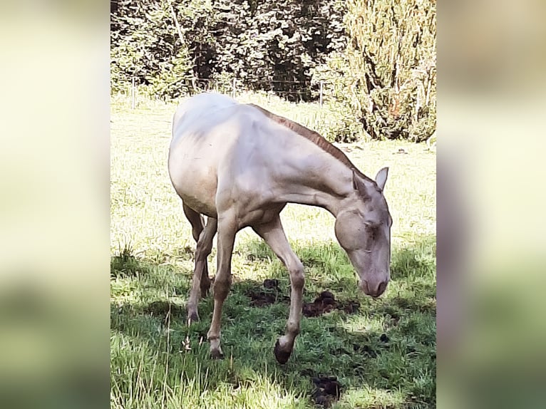 Lusitanos Stute 1 Jahr 155 cm Pearl in Evrehailles