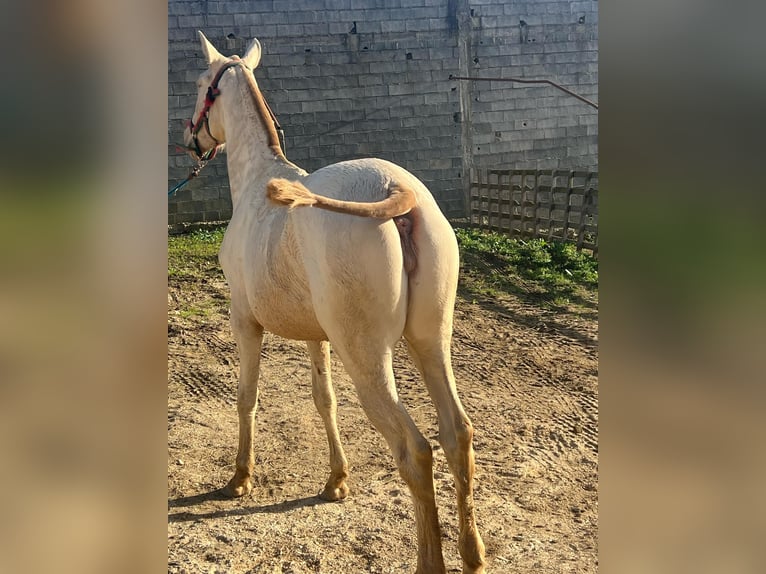 Lusitanos Stute 1 Jahr 158 cm Falbe in Pombal