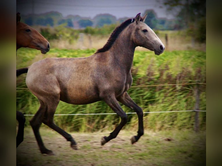 Lusitanos Stute 1 Jahr 158 cm Schimmel in Bredene