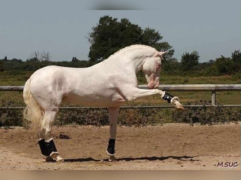 Lusitanos Stute 1 Jahr 158 cm Schimmel in Bredene