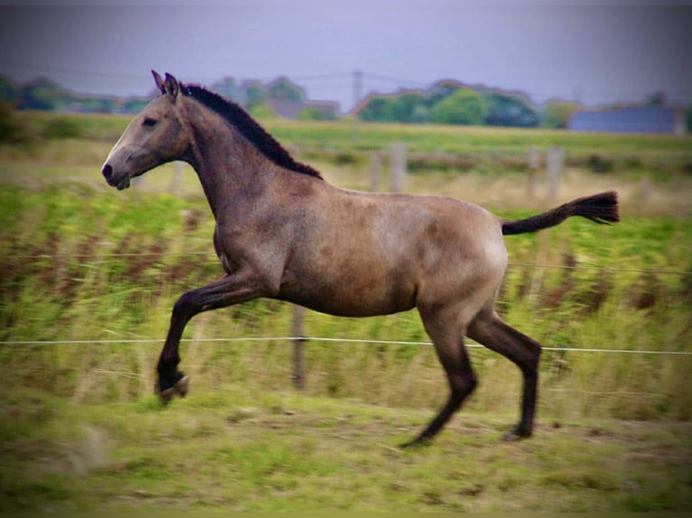 Lusitanos Stute 1 Jahr 158 cm Schimmel in Bredene