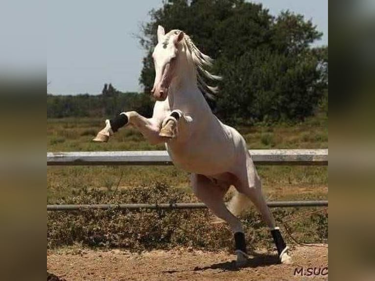 Lusitanos Stute 1 Jahr 158 cm Schimmel in Bredene