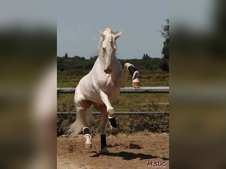 Lusitanos Stute 1 Jahr 158 cm Schimmel in Bredene