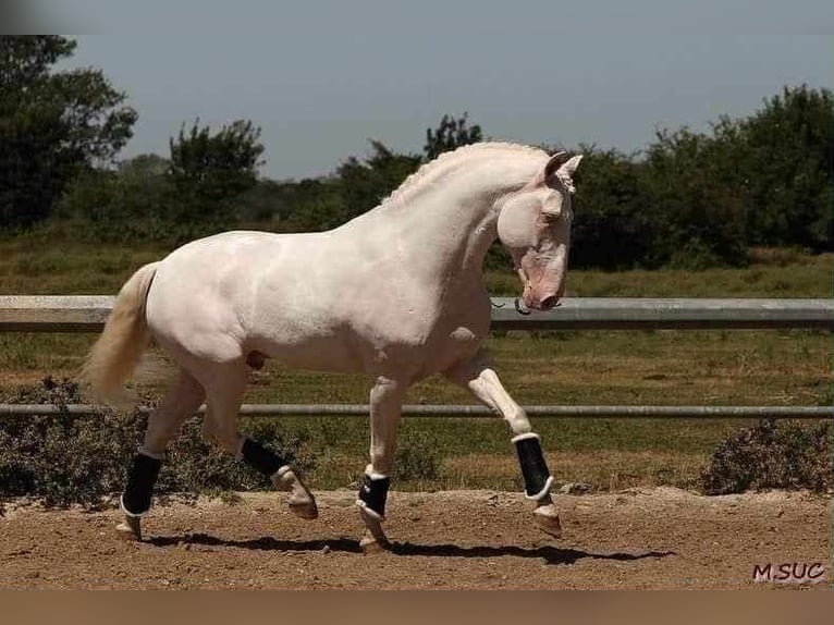 Lusitanos Stute 1 Jahr 158 cm Schimmel in Bredene