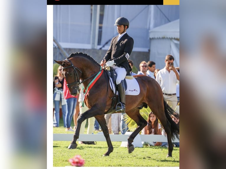 Lusitanos Stute 1 Jahr 160 cm Brauner in Bredene