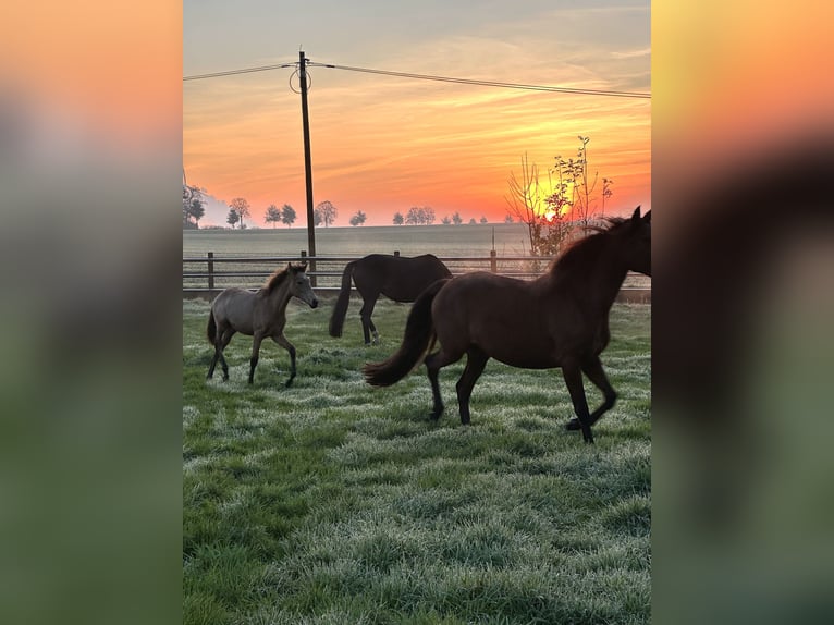 Lusitanos Stute 1 Jahr 160 cm Buckskin in Bedburg