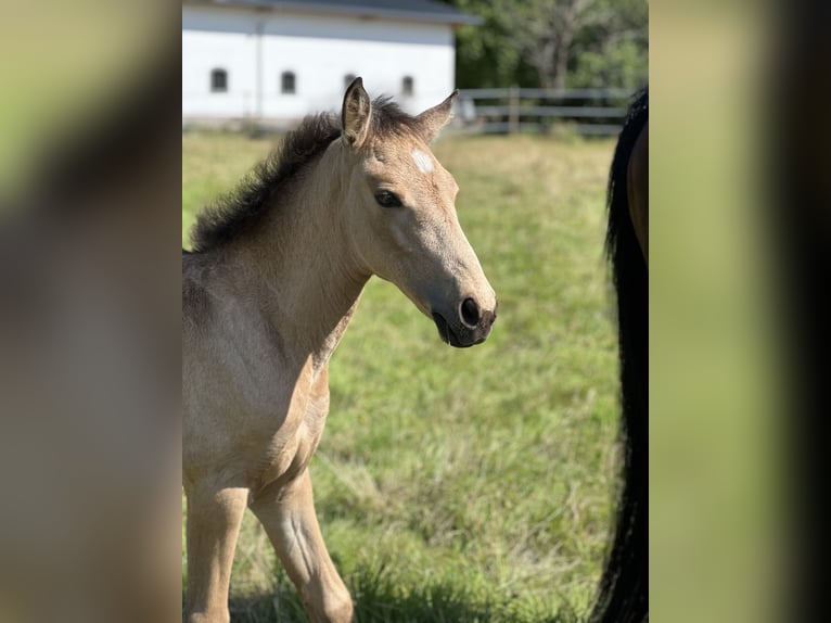 Lusitanos Stute 1 Jahr 160 cm Buckskin in Bedburg