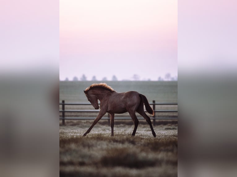 Lusitanos Stute 1 Jahr 160 cm Buckskin in Bedburg