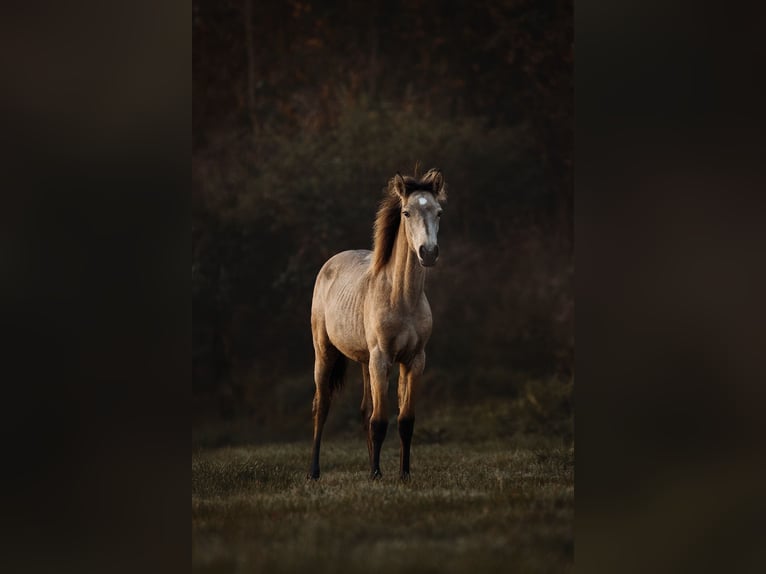 Lusitanos Stute 1 Jahr 160 cm Buckskin in Bedburg