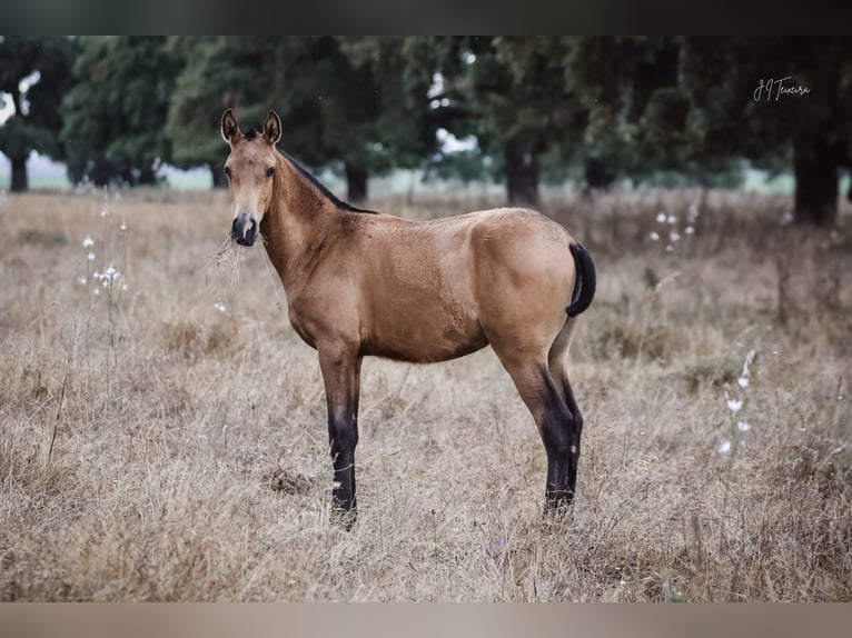 Lusitanos Stute 1 Jahr 160 cm Buckskin in Rio Maior