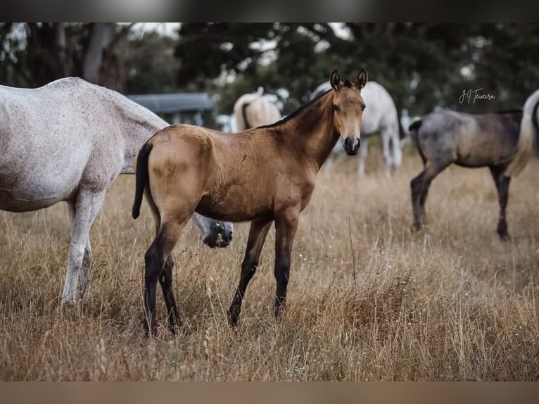 Lusitanos Stute 1 Jahr 160 cm Buckskin in Rio Maior