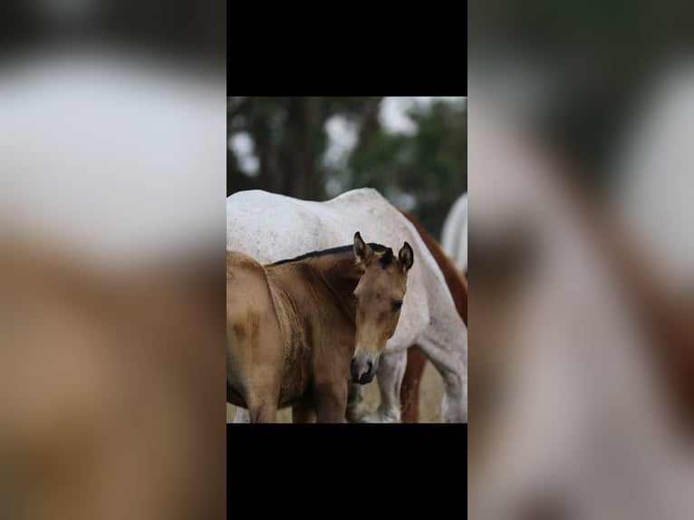 Lusitanos Stute 1 Jahr 160 cm Buckskin in Rio Maior