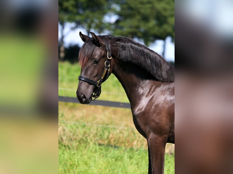 Lusitanos Stute 1 Jahr 160 cm Dunkelbrauner in Havl&#xED;&#x10D;k&#x16F;v Brod