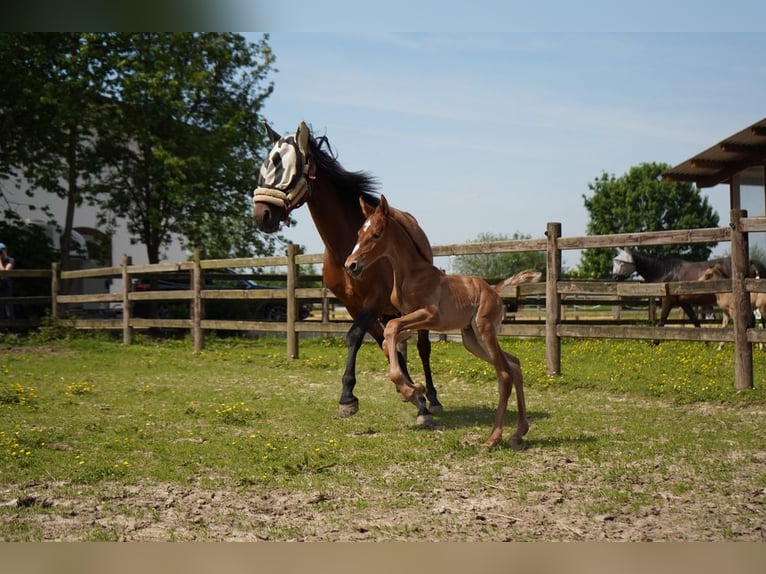 Lusitanos Stute 1 Jahr 160 cm Fuchs in Bedburg