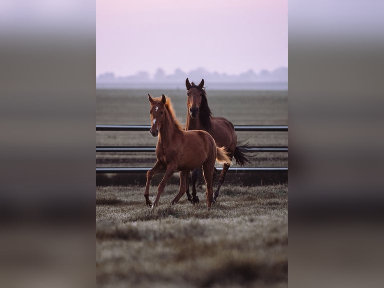 Lusitanos Stute 1 Jahr 160 cm Fuchs in Bedburg