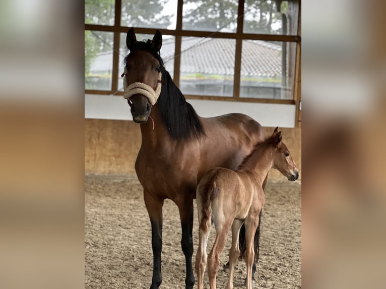 Lusitanos Stute 1 Jahr 160 cm Fuchs in Bedburg