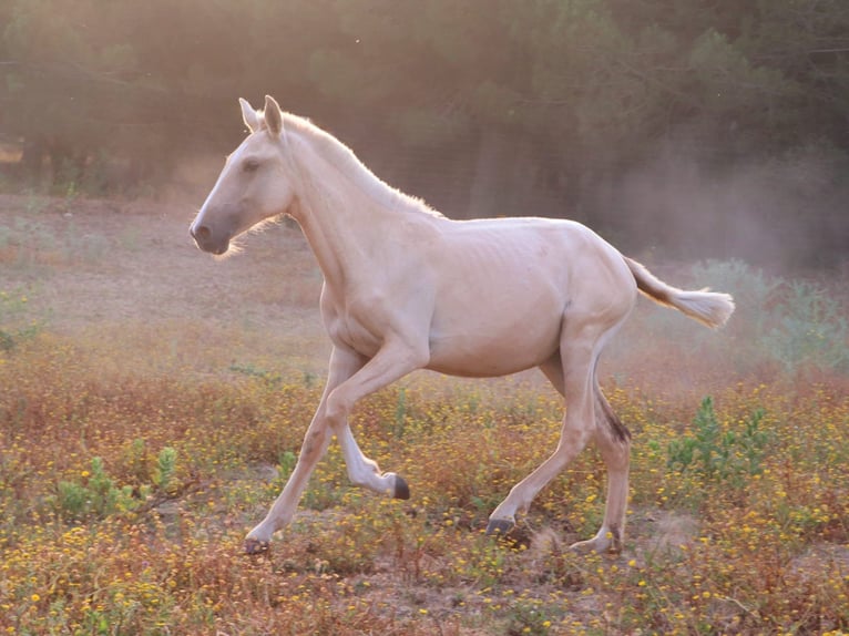 Lusitanos Stute 1 Jahr 160 cm Palomino in Cadriceira