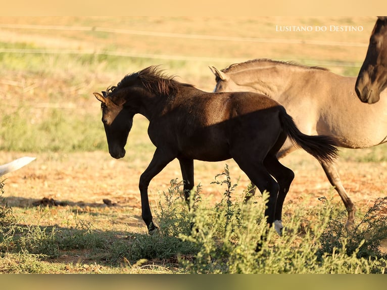 Lusitanos Mix Stute 1 Jahr 160 cm Rappe in Générac