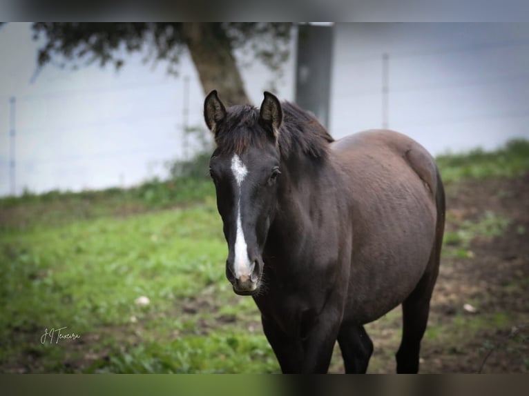 Lusitanos Stute 1 Jahr 160 cm Rappe in Rio Maior