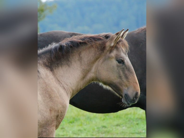 Lusitanos Stute 1 Jahr 162 cm Falbe in Fuchstal