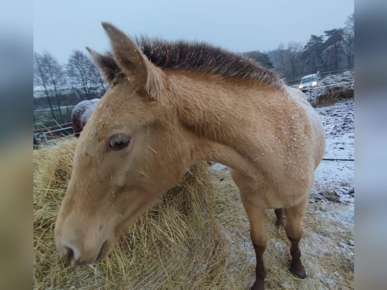 Lusitanos Mix Stute 1 Jahr 162 cm Pearl in Birkenfeld