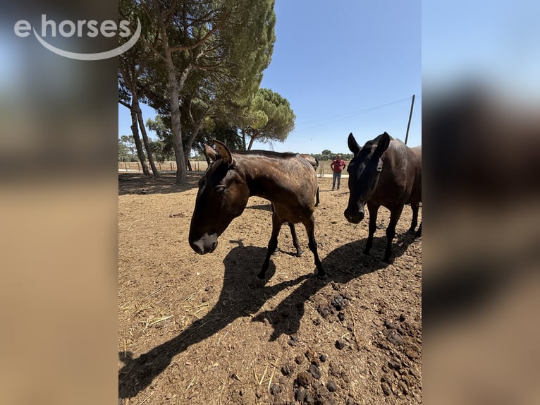 Lusitanos Stute 1 Jahr 162 cm Rappe in Benedita