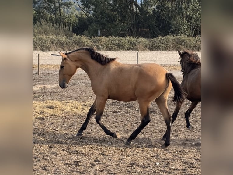 Lusitanos Stute 1 Jahr 163 cm Buckskin in Caldas da Rainha
