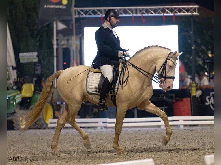 Lusitanos Stute 1 Jahr 163 cm Buckskin in Caldas da Rainha